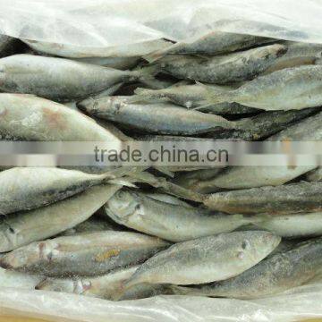 Sardine fish