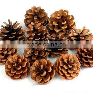 decorative natural pine cones