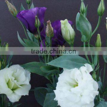 Fresh Cut Flowers Wholesale High Quality Cut Lisianthus With Long Stem Export From Yunnan