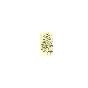 Securinega Suffruticosa