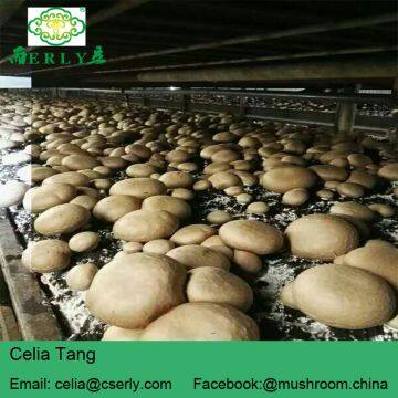 Fresh Champignon Mushroom photo-5