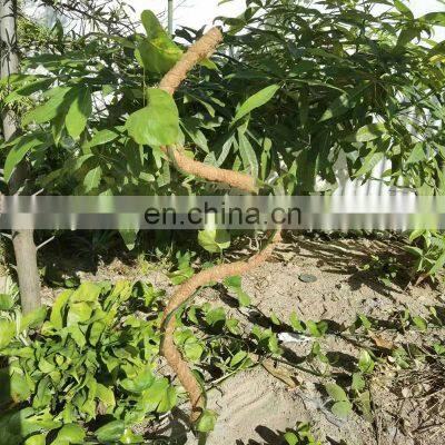 Wholesale Manufacturers Suppliers Bend Climbing Forest Plant Semi Circle Moss Poles Coir photo-2