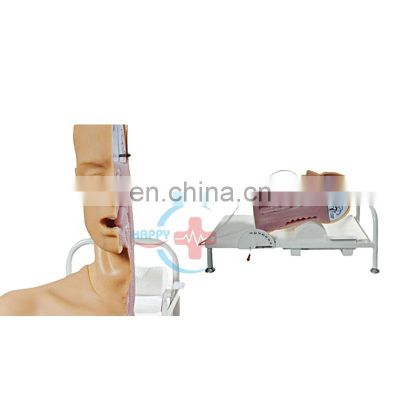 HC-S119 Medical Teaching Material Advanced swallowing mechanism model mannequin manikin