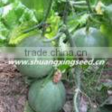 Planting hybrid muskmelon seeds Green Beauty