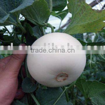 Snow white melon seed with white rind and white flesh