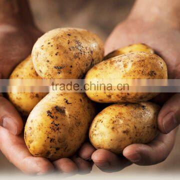 Farm Fresh Potato