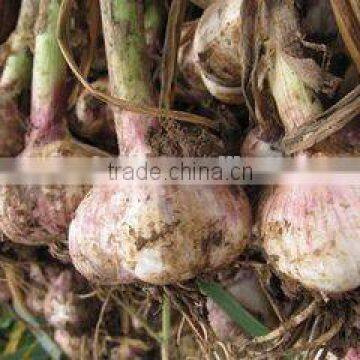 Dry White Garlic/Fresh Style and Garlic Type Dried Garlic photo-2