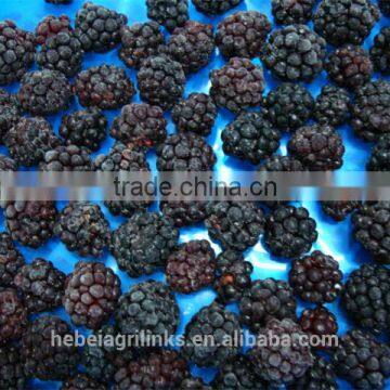 frozne fresh Chiense blackberry