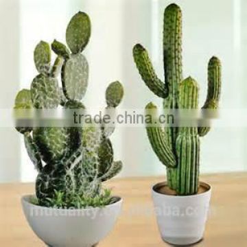 New product HOT direct manufacture evergreen artificial cactus artificial cactus plants