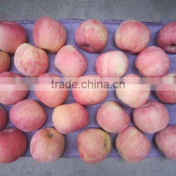 2013 new crop Fuji red apple yantai fuji apple