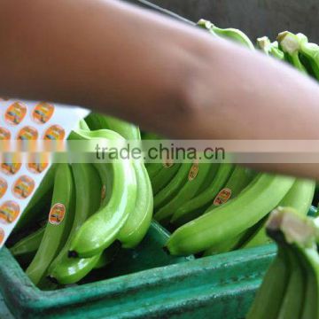 Banana Manufacturers in Ecuador