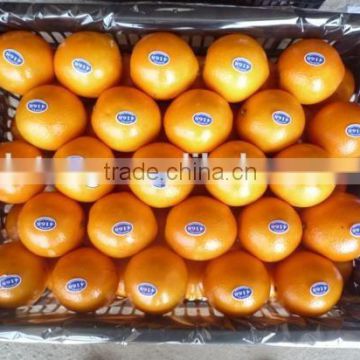 Valencia and Navel Fresh Orange