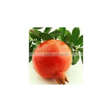 Punica granatum bhagwa (Pomegranate Bhagwa)