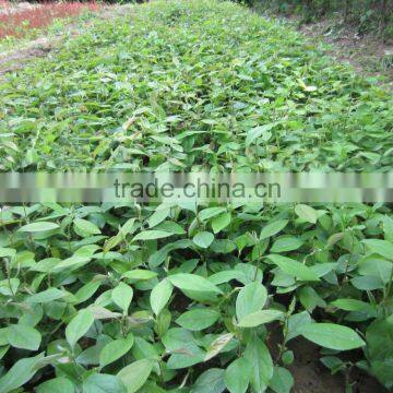 Papaya Tree Seedling