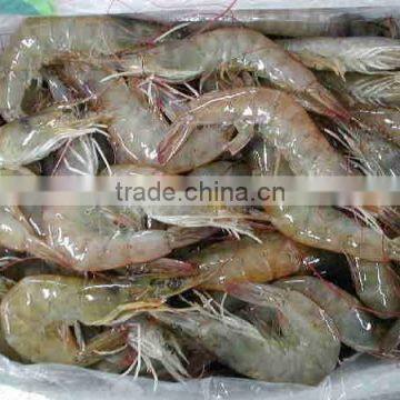 Frozen Vannamei Prawns shrimp HOSO exporter