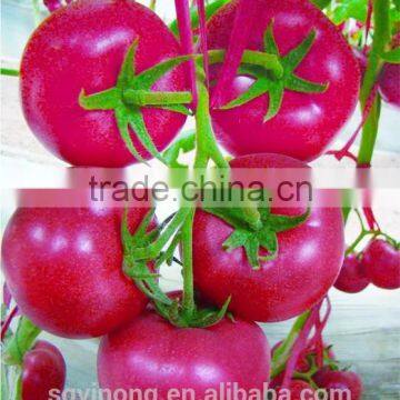 mid-early maturity tomato seeds Yinong F1