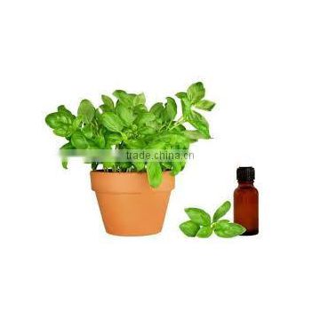 Basil oil wholesalers,Natural Basil Oil