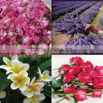 10L Essential Oil Distillation Equipment Lime Essential Oil Distillation photo-3