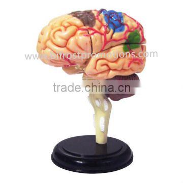 4D Brain Anatomical Model