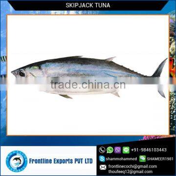 2015 Fresh Frozen Skipjack Tuna Whole Round