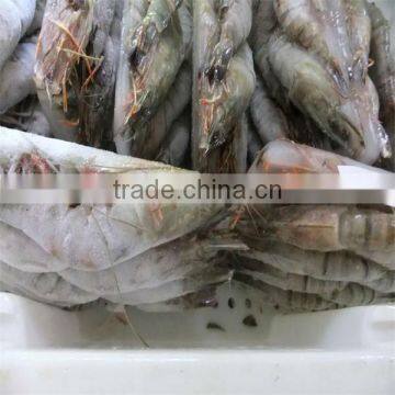 Hgh Quality Frozen Headless Black Tiger Shrimp
