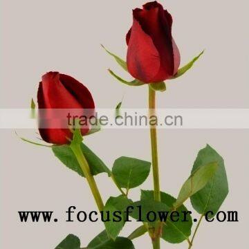 Fragrant Aroma Crazy Selling Fresh Cut Roses Fresh Cut Marigold Roses Carola for Wedding Decoration From Kunming photo-6