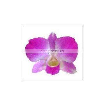 Thailand Best Quality D-007 Dendrobium Anna Orchid