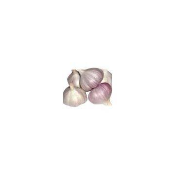 Normal Garlic