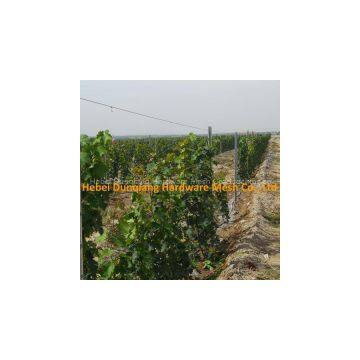 Steel Galvanized Vineyard Post