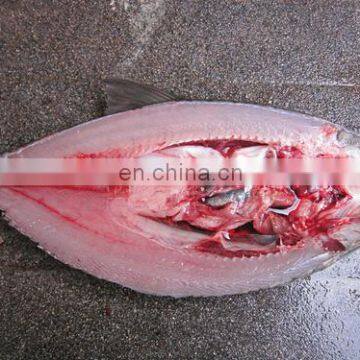 Electric Fish Killing Machine High Speed Fish Killing Machine Stainless Steel Fish Killing Machine photo-4
