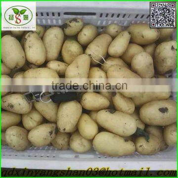 2015 Fresh Tomato for Sale photo-5