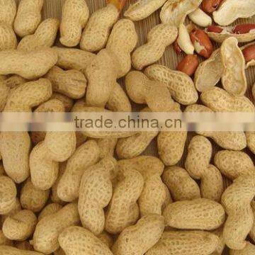 ROASTED PEANUT IN SHELL 9/11