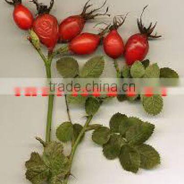 Rose Hip Oil Indian