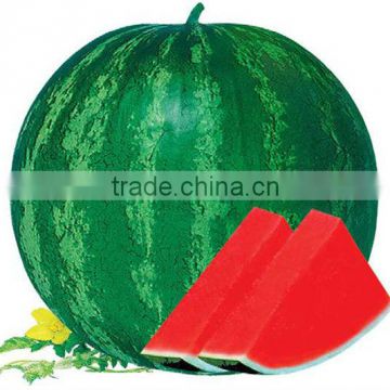 Whirlwind round shape green skin seedless watermelon seeds