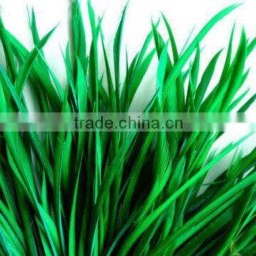 Goose biot feather in green