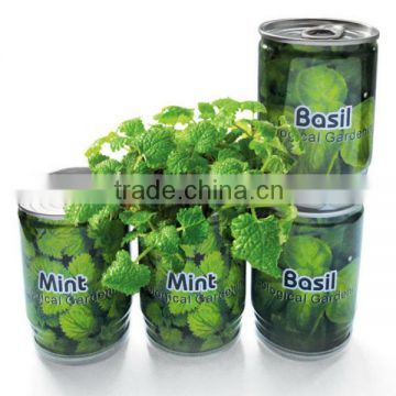 Basil,Mint,Cans plants