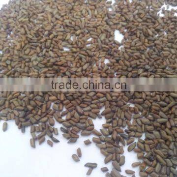 Best Quality of Cassia Tora Gum Powder (CTGP) From Manohar International photo-2