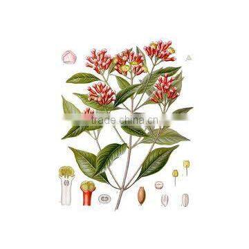 Best Natural Clove Essential Oil in India