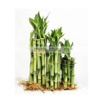 10cm straight lucky bamboo wholesale