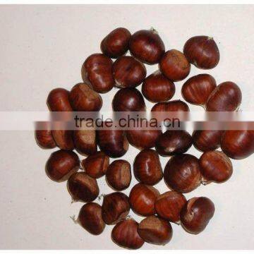 Horse Chestnut Extract (Aesculus)