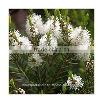 Tea Tree Oil in Bulk