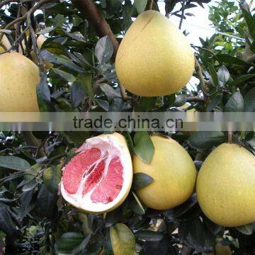 Professional export local honey pomelo from guan-xi pomelo