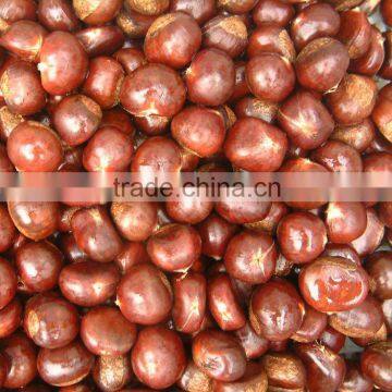 2013 new crop fresh chestnuts