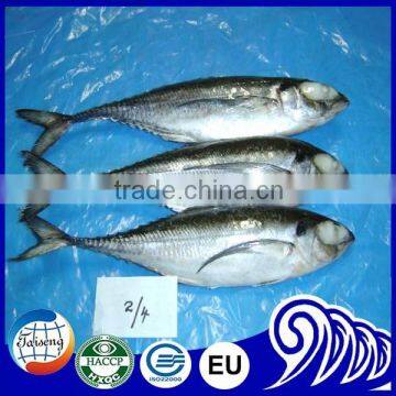 Frozen hard tail scad 2/4