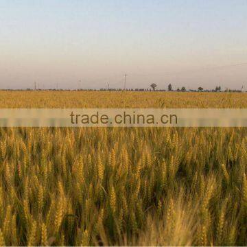 factory wheat gluten