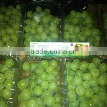 Egypian White Grapes, high brix level,