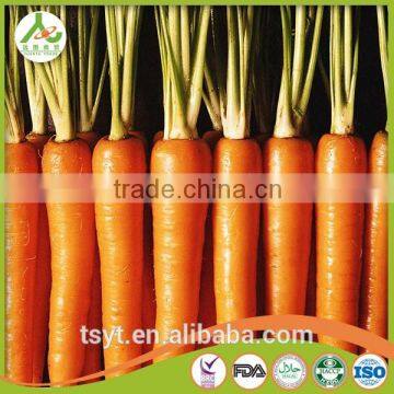 Health Food Fresh Carrot Crisp and Good Flavor Fresh Carrot Carrots photo-2