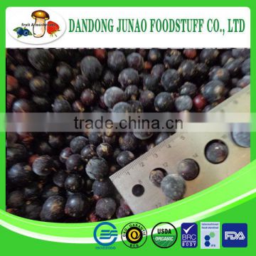 China wild cultivated frozen fruit iqf black currant