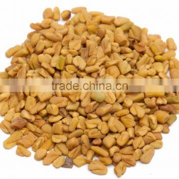 Indian Fenugreek Seeds Exporters