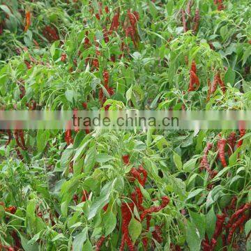 FDA /HACCP/SGS/HALAL Certificated Dry Paprika Pods photo-4
